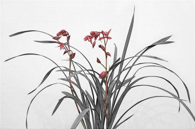 兰花叶尖发黄干枯是怎么回事 叶尖开始发黄后枯掉怎么补救