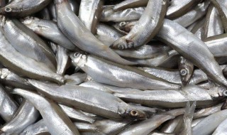 多春鱼为什么都有籽 多春鱼为什么全是籽的呢