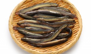 家庭鱼缸怎么养泥鳅 家庭鱼缸如何泥鳅