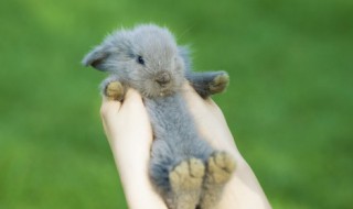 兔年本命年要佩戴什么 兔年本命年要佩戴啥