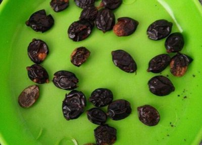 绣球花种子 绣球花有种子吗