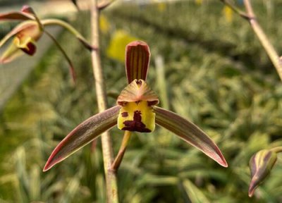 兰花能浇生根水吗 兰花浇定根水有哪些讲究