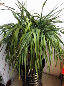 龙血树叶子尖发黄干枯是怎么回事 黄叶枯萎怎么救活