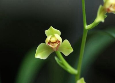 兰花如何防止烂根 6月养兰花怎么做避免烂根