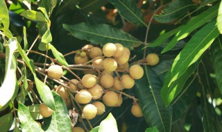 清远出名特产 清远盛产的水果