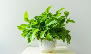 常见水培植物有哪些 常见水培植物有什么