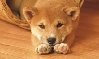 什么属相的人不能养狗 不能养狗的属相介绍