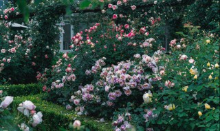 室外藤蔓植物有哪些 室外藤蔓植物推荐