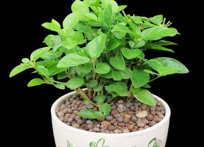 茉莉花盆栽干枯了怎么办 茉莉花如何换盆避免干枯死亡