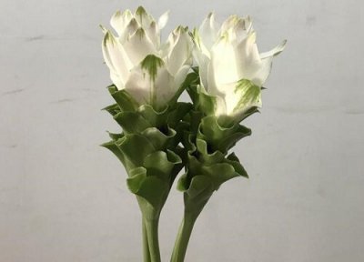 姜荷花的养殖方法 姜荷花的养殖方法和注意事项