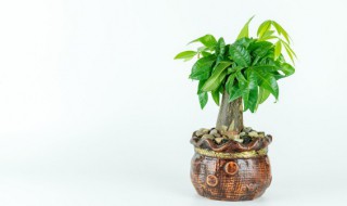 发财树放客厅什么位置 发财树放在家里的哪个位置好