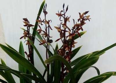 墨兰有花蕾了怎么养护? 墨兰如何管理让它的花苞更加的饱满