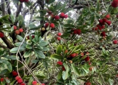 羊奶果几月开花几月结果 野生羊奶果几月份成熟