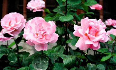 养月季花需要注意什么事项 关于养好月季花的知识与技巧