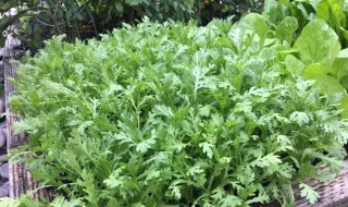 茼蒿 种植方法 在家种植茼蒿的方法