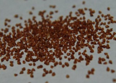 生石花种子播种时间 生石花种子什么时候播种最好