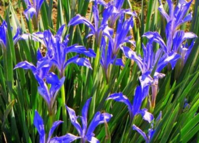 马兰花什么季节开花 一年开几次花