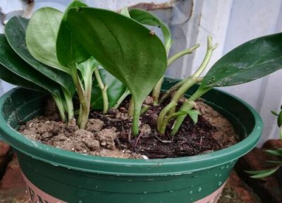 碧玉可以叶插吗 青叶碧玉豆瓣绿如何扦插