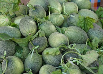 哈密瓜是热带水果吗 哈密瓜属于热带水果吗