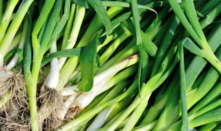 新鲜嫩蒜苗怎么腌制好吃 新鲜嫩蒜苗如何腌制好吃