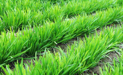 韭菜可以用人尿施肥吗 韭菜追肥用草木灰还是人尿好