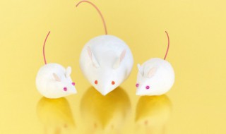 为什么用小白鼠做实验 小白鼠做实验的原因