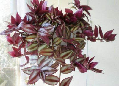 紫罗兰样子 紫罗兰长什么样子图片