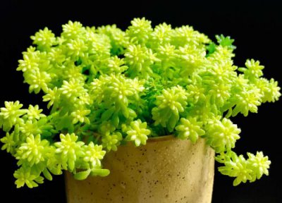 黄金草样子 黄金草长什么样子