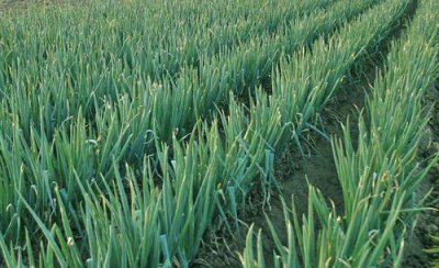 大葱的软腐病要怎样防治 大葱软腐病症状病因及防治方法