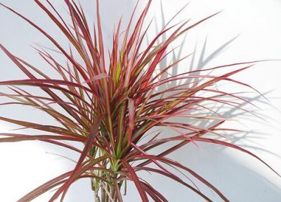 龙血树的寓意与风水 摆放风水禁忌