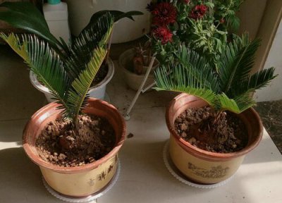 铁树的茎上结出小疙瘩是什么 铁树长出的铁树疙瘩要怎么处理