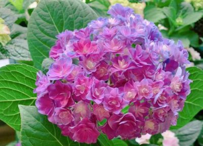 绣球一年开几次花 开花期持续多长时间