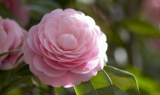 庭院假山适合种什么花卉 在庭院假山适合种的花卉