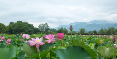 芙蓉花是荷花吗 介绍莲花、荷花与芙蓉是同一种花