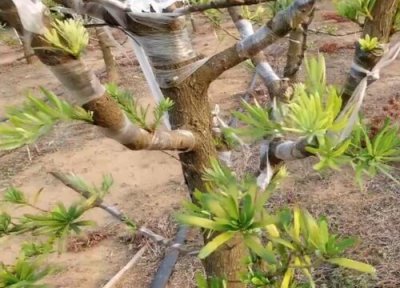 罗汉松移栽时间 罗汉松什么时候移栽最合适