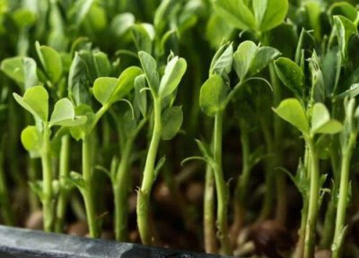 冰菜耐寒吗 冰菜耐寒温度以及冬天是怎样过冬的