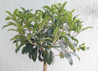 桂花叶子干枯原因 四季桂叶子干枯怎么办