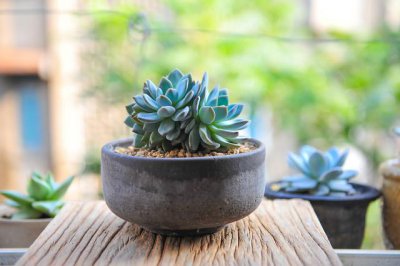 多肉叶插出苗后缀化怎么养护 叶插多肉小苗缀化什么样子