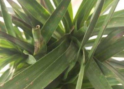 龙血铁叶子干枯原因 龙血铁叶子干枯怎么办