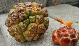 山菠萝吃哪个部位 山菠萝什么部位可以吃