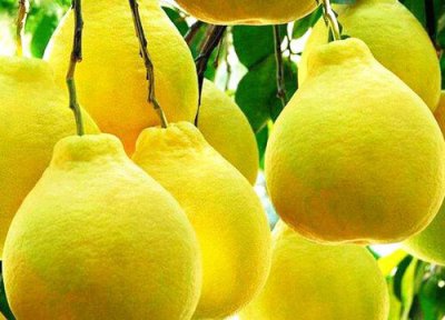 秋天成熟的水果和农作物有哪些 秋季丰收的水果蔬菜