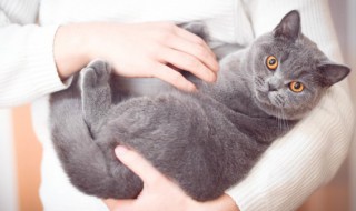 猫咪发情怎么缓解 缓解小猫发情的方法