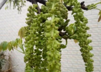 核桃什么时候开花 开花时间是几月