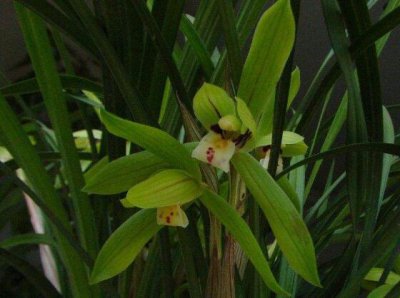 兰花寓意代表什么意思 兰花象征寓意着高洁典雅