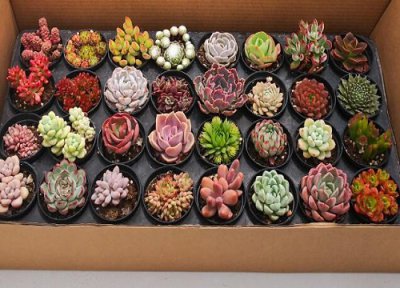 多肉能放卧室里养吗 多肉植物放卧室里面养对人体有害吗