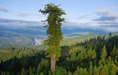 世界最高的树有多少米 最高极限大约在180米左右