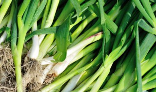 蒜苗如何冷藏储存保鲜好 蒜苗保鲜储存方法