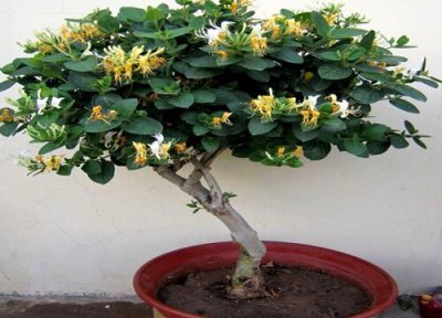 金银花是藤本植物吗 属于爬藤植物吗