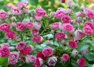 月季长新芽要施肥吗 夏季月季长新芽如何追肥更安全