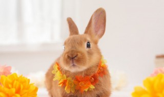 兔年本命年男性穿什么 本命年属兔穿衣服什么颜色